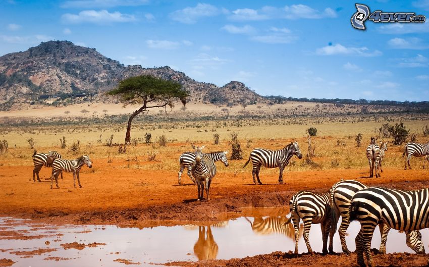 zebras, Pfütze, Hügel, safari