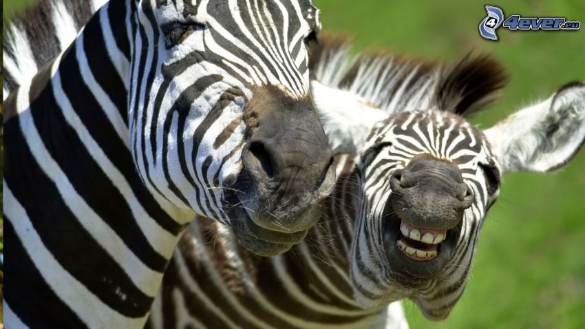 zebras, Zähne