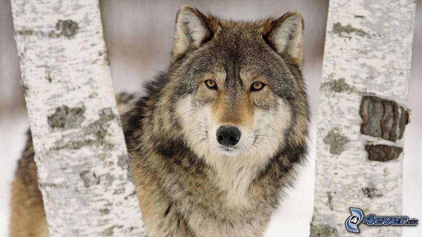 Wolf, Birken