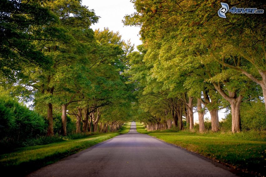 gerade Strasse, Baumallee