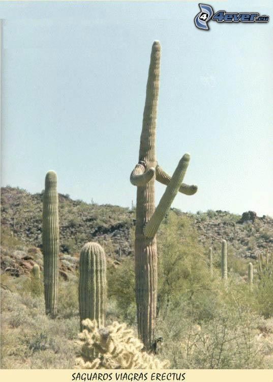 Kaktus, Wüste