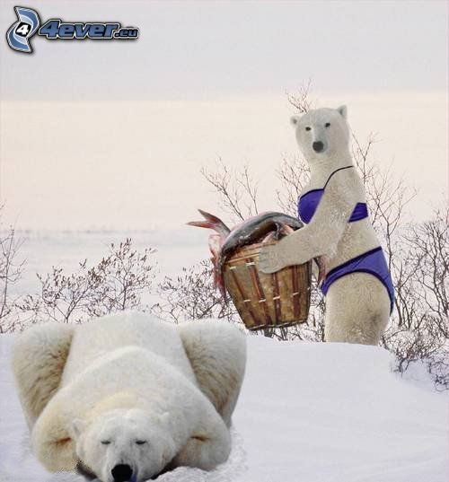 Eisbären, lila Bikini, Winter