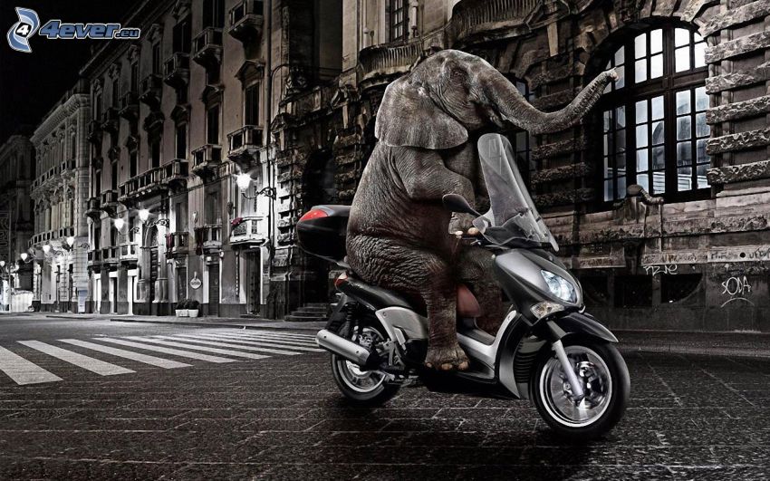 Elefant, Motorrad, Straße, Nacht