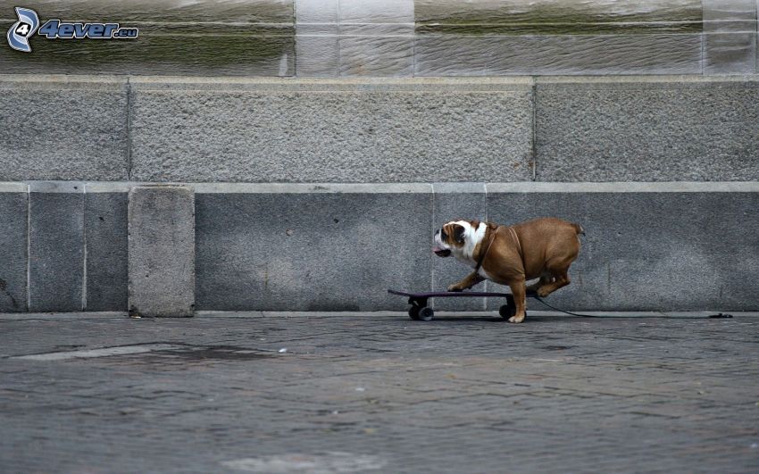 Englische Bulldogge, skateboard