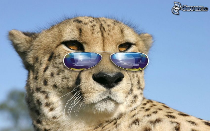 Gepard, Sonnenbrille
