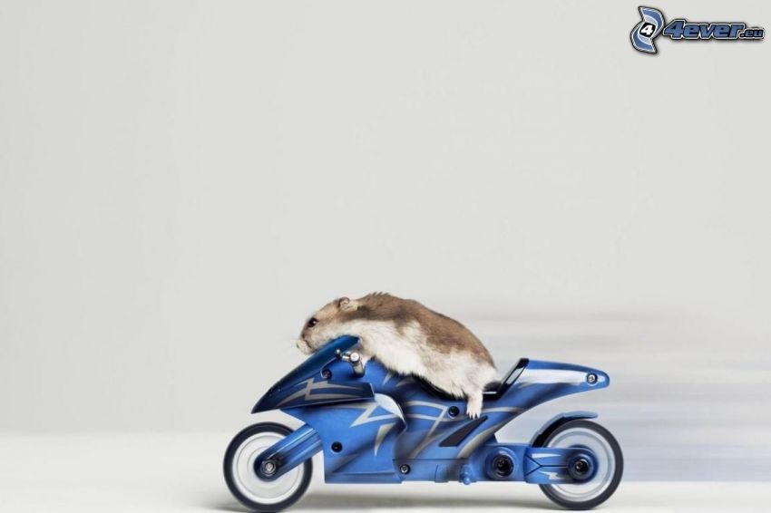 Hamster, Motorrad