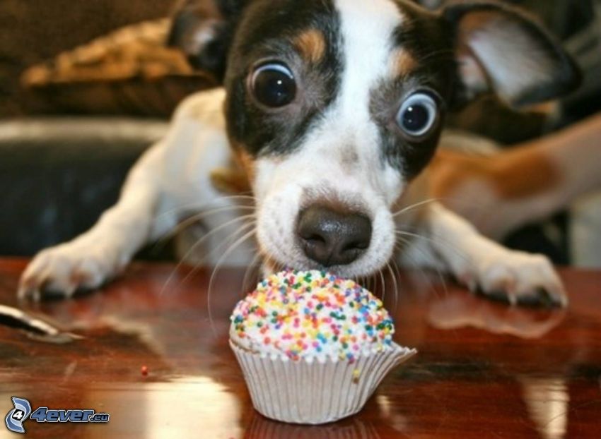 Hund, große Augen, Muffins