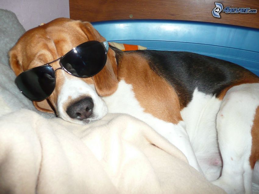 Hund in Gläsern, Sonnenbrille, Beagle