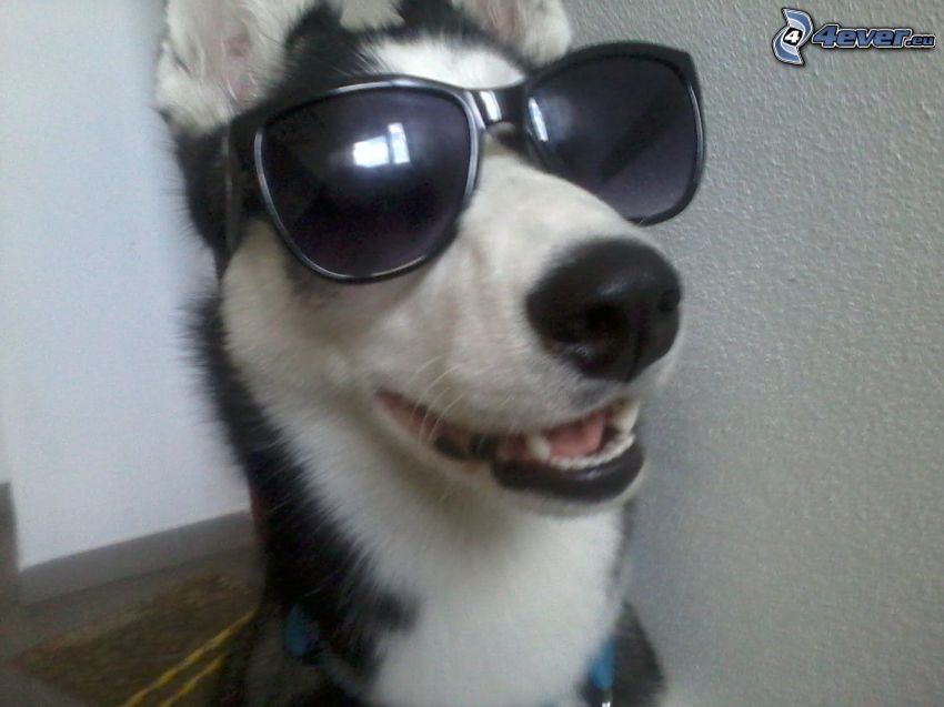 Husky mit Sonnenbrille, Hund
