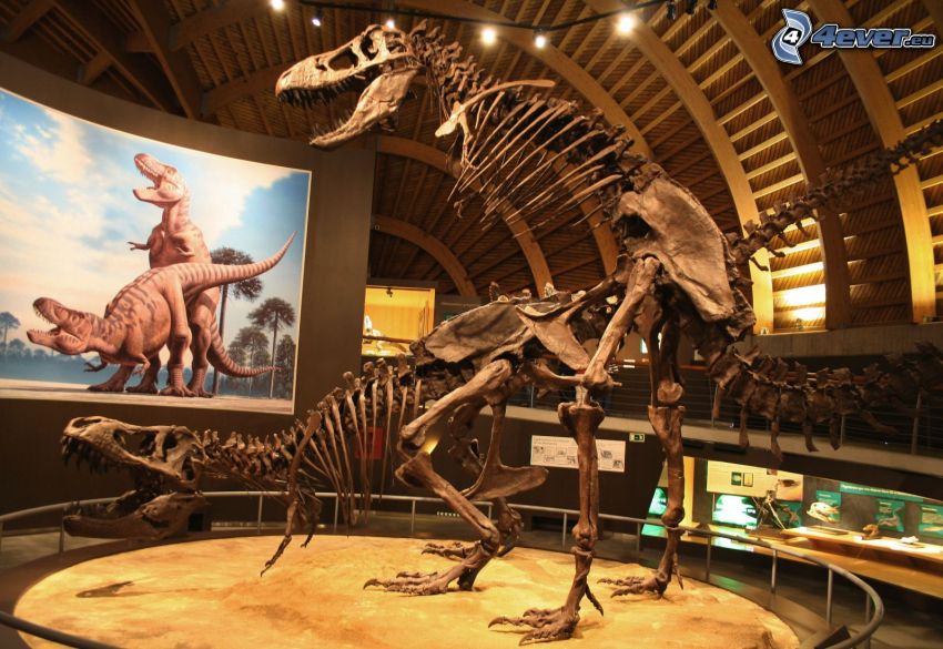 Skelette, Dinosaurier, sex, Museum