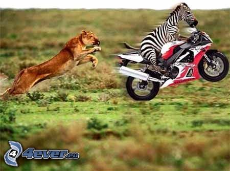 Zebra, Löwe, Motorrad