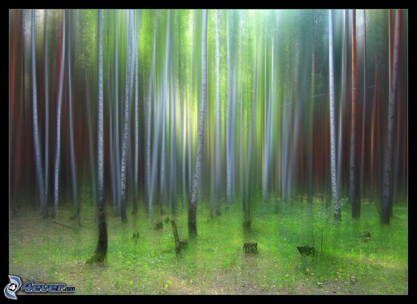 Birkenwald, gemalte Bäume