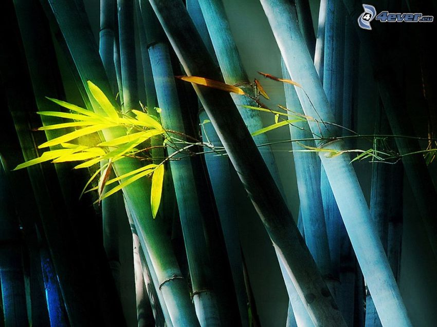 Bambusholz, gelbe Blume