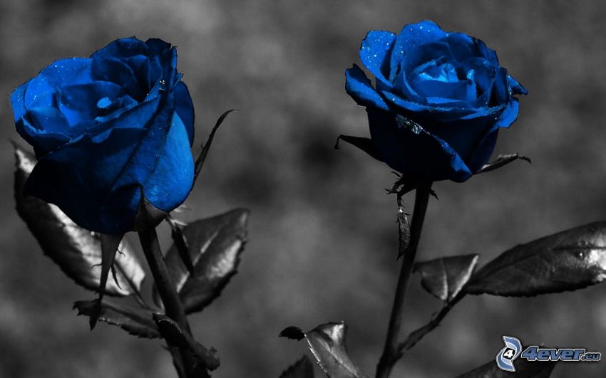 blaue Rose