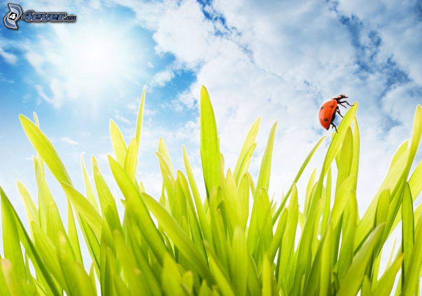 Marienkäfer auf einem Blatt, Gras, Wolken