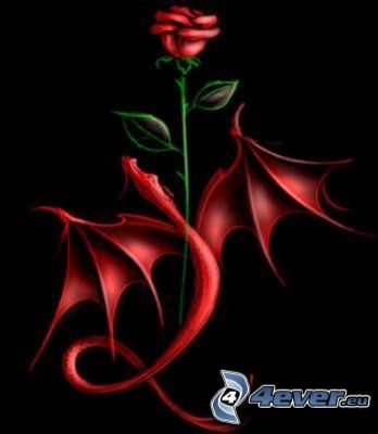 Rose, roter Drache