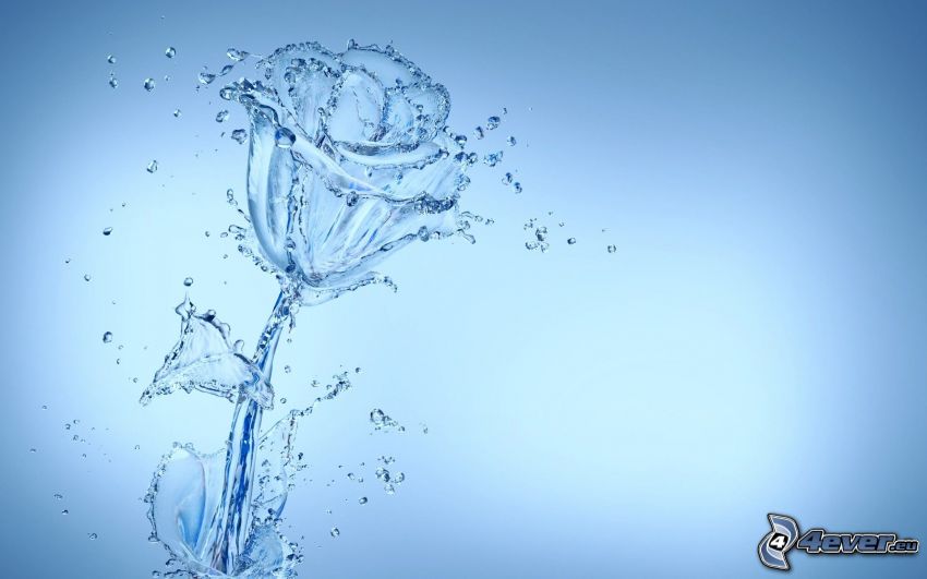 Rose, Wasser