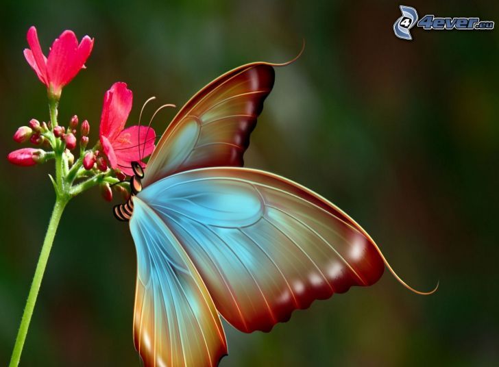 Schmetterling auf der Blume, rosa Blume