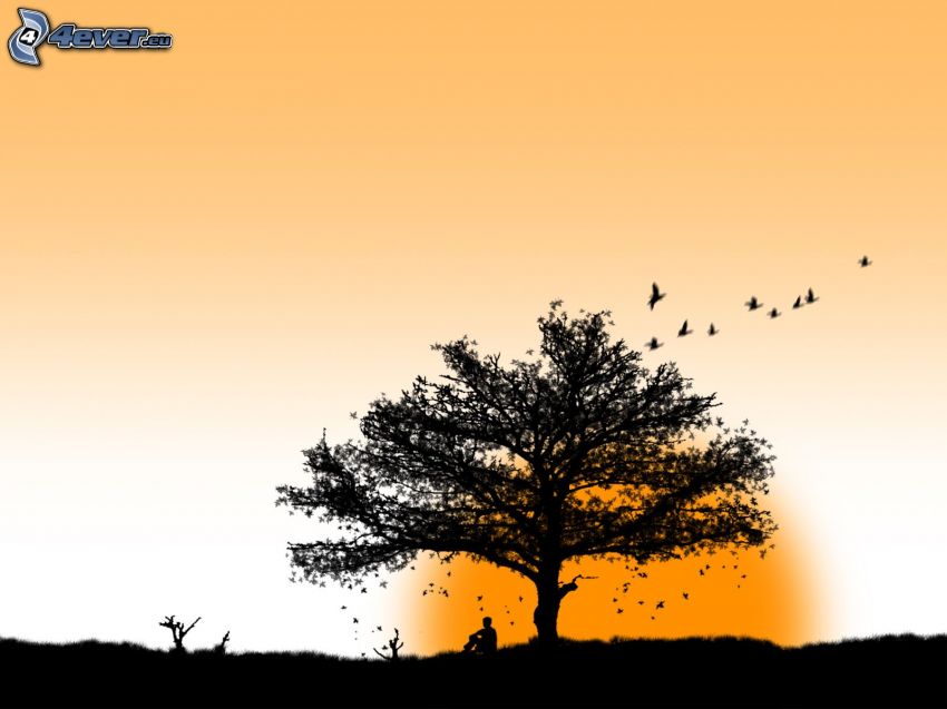 einsamer Baum, Vogelschwarm, Mann, Sonne, Silhouetten