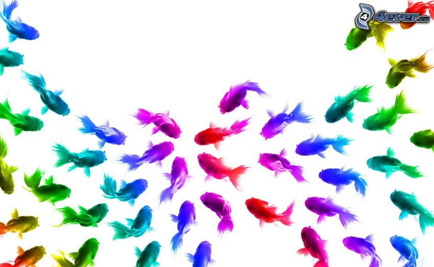 Fischschwarm, farbige