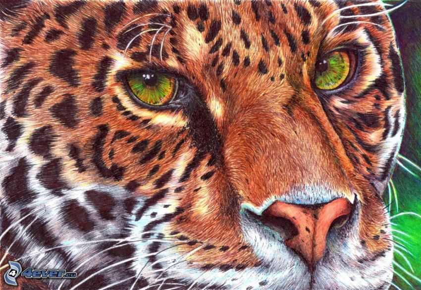 Leopard, Zeichnung