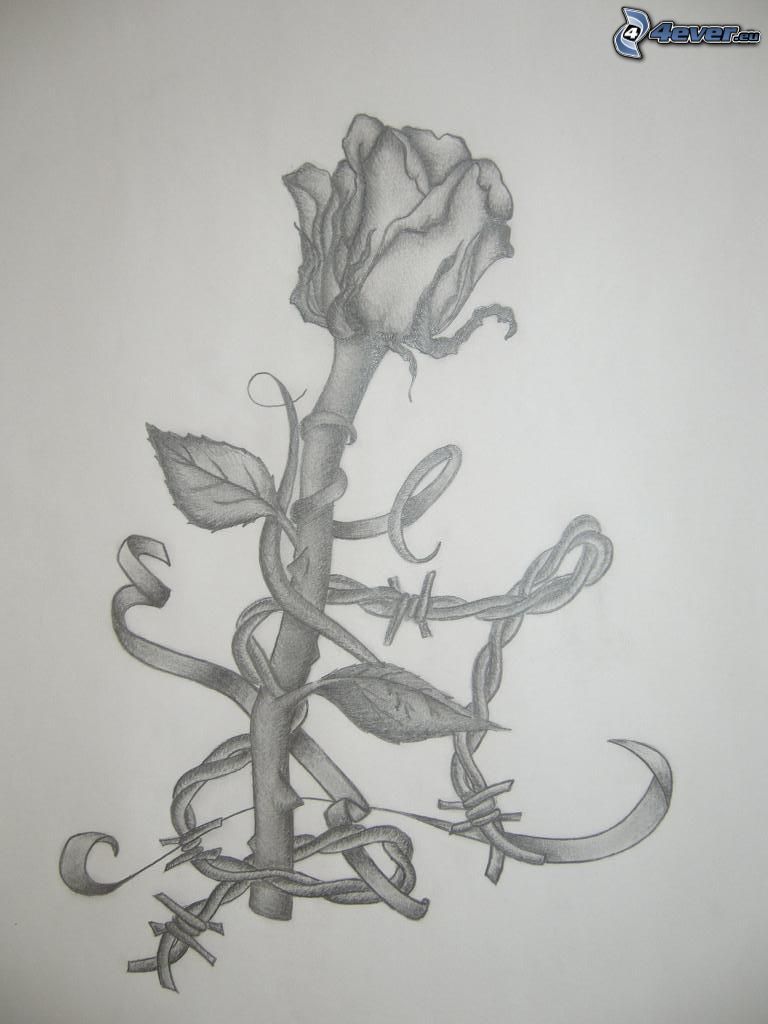 Rose, Zeichnung