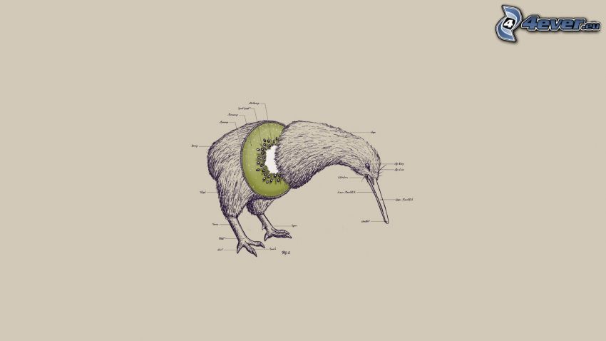 Kiwi-Vogel