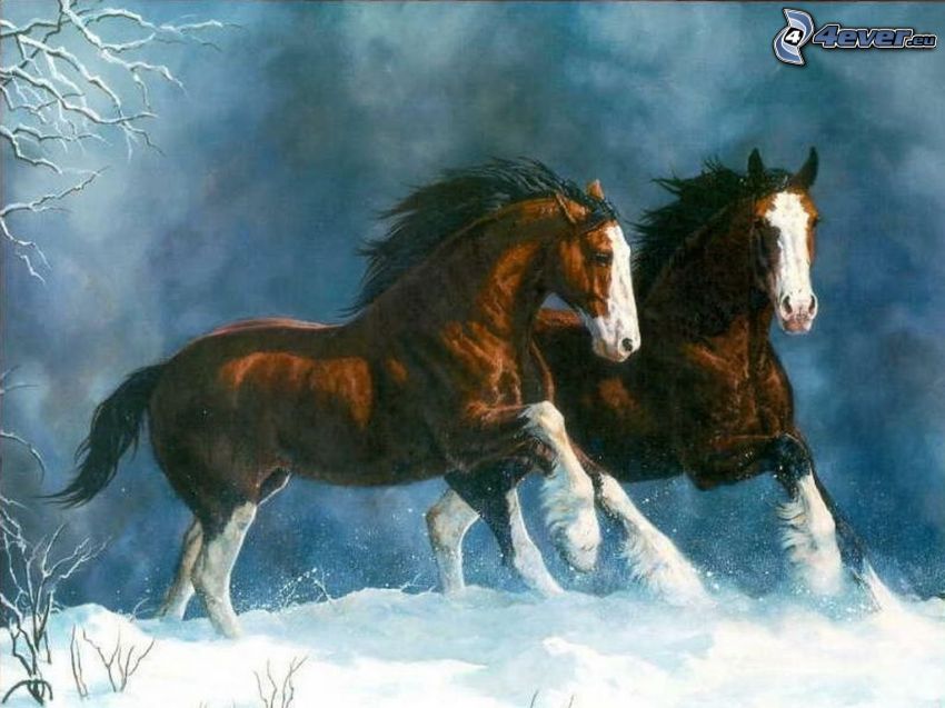 Pferde, Galopp, Schnee