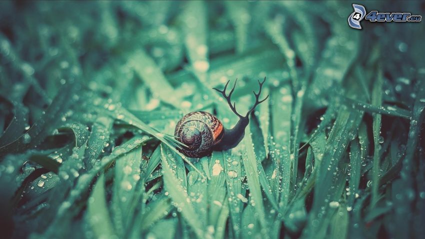 Schnecke, Hirsch, Gras