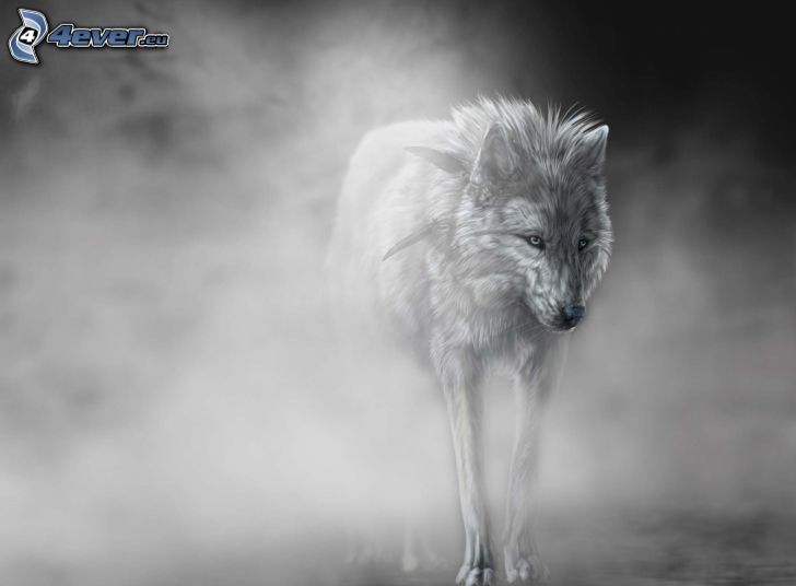 Wolf, Nebel, schwarzweiß