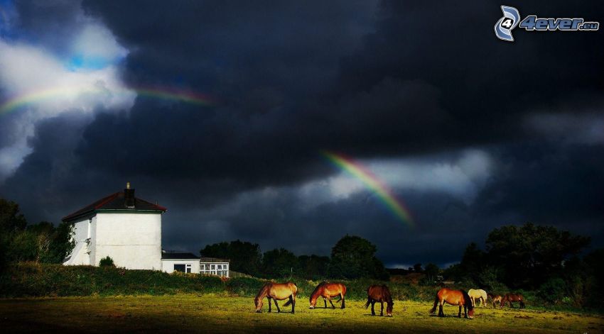hästar, hus, himmel, regnbåge