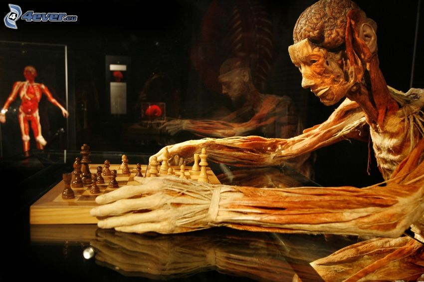 människokropp, huvud, händer, schack, muskler