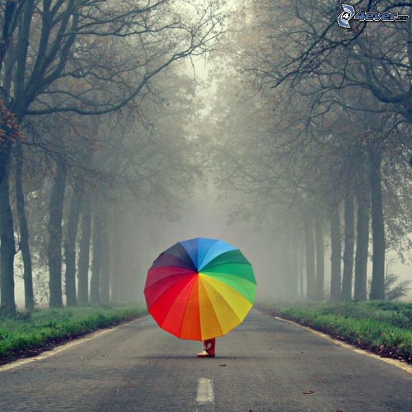 paraply, regnbågsfärger, väg, trädgränd, dimma