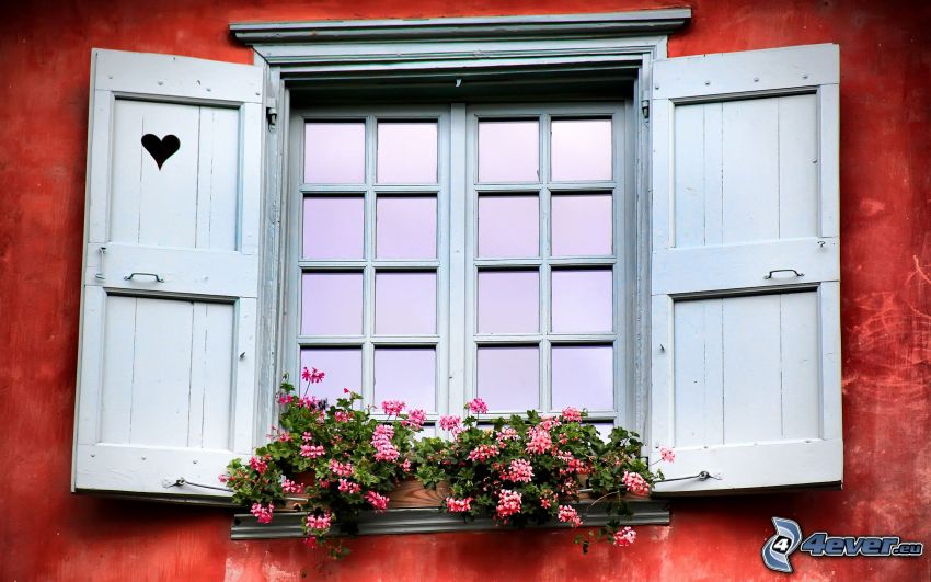 fönster, rosa blommor