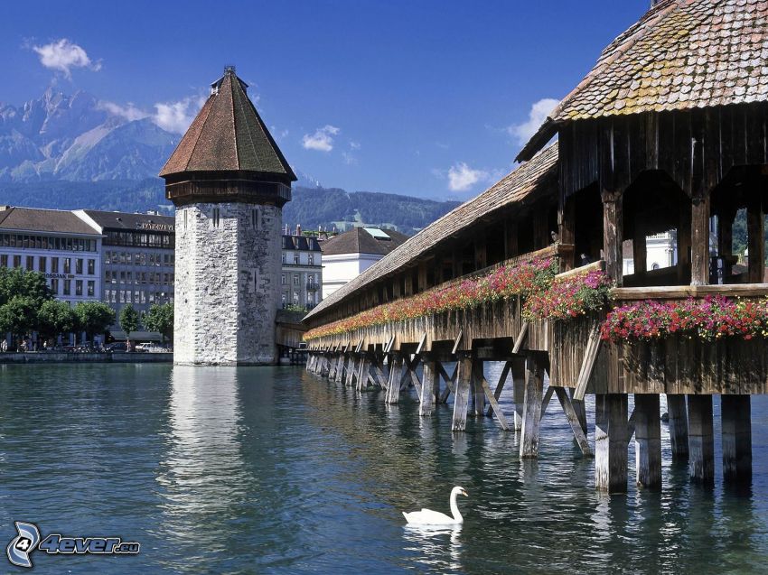 Luzern, Schweiz, träbrygga, flod, svan