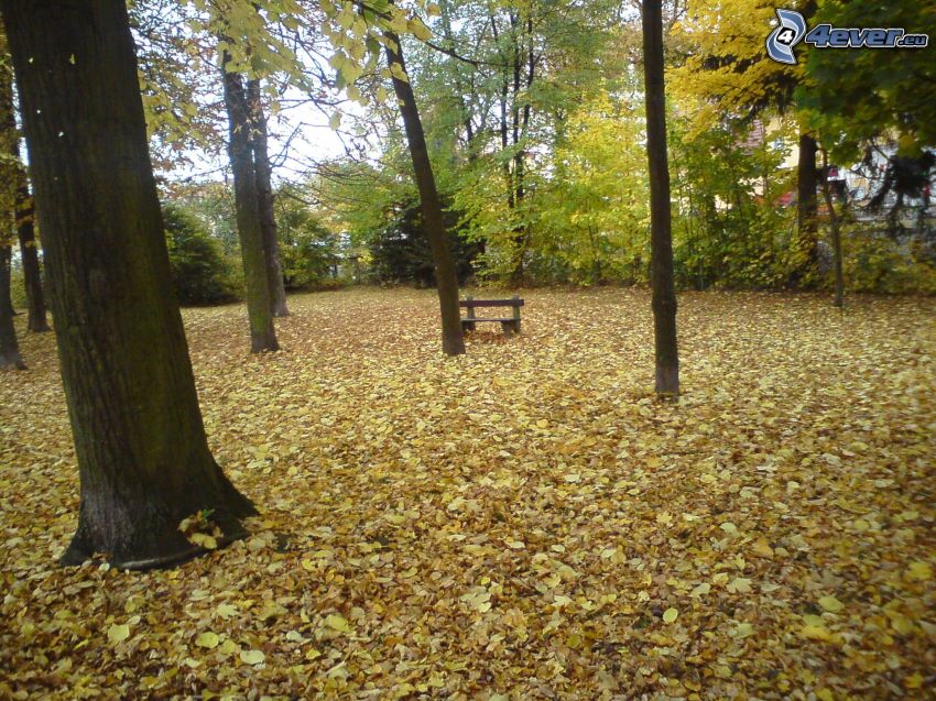 höstpark, nedfallna löv, bänk under träd