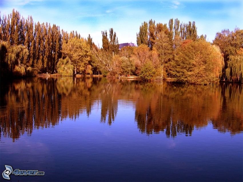 sjö, park, träd, Nitra