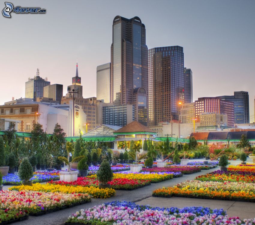 Dallas, trädgård, färgglada blommor, skyskrapor