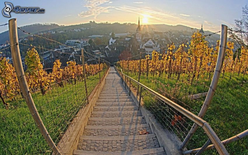 Schaffhausen, vingård, solnedgång
