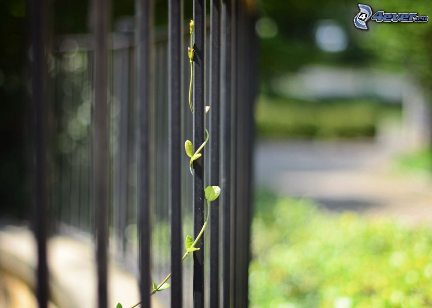 staket, växt