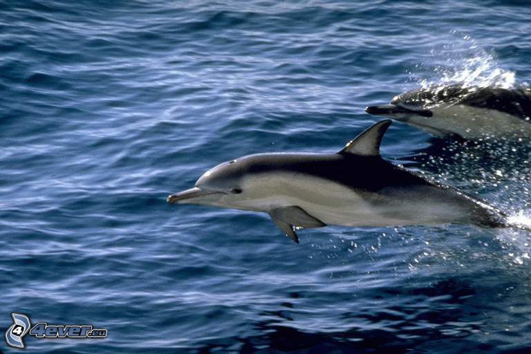 delfiner, hopp, hav