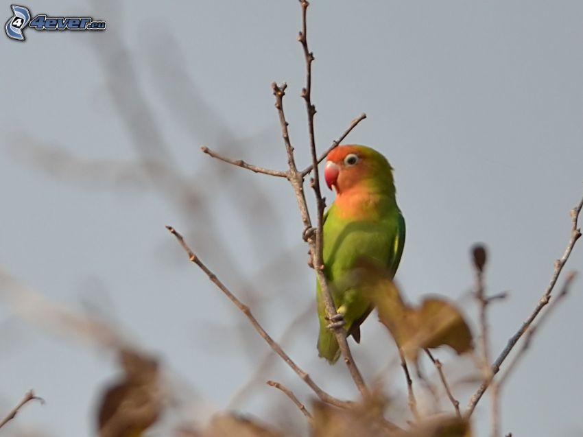 Agapornis, grenar