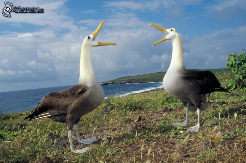 albatrosser, hav