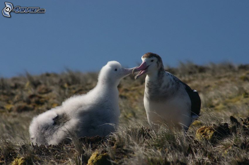albatrosser, unge