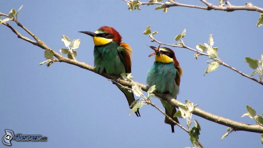 Biätare, färgglada fåglar på gren