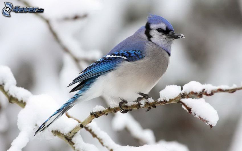 blå fågel, snötäckt gren