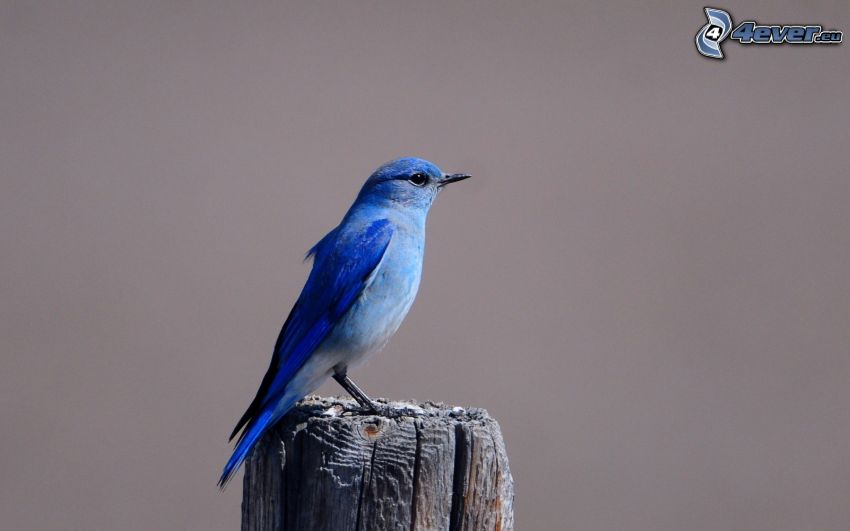 blå fågel, trä