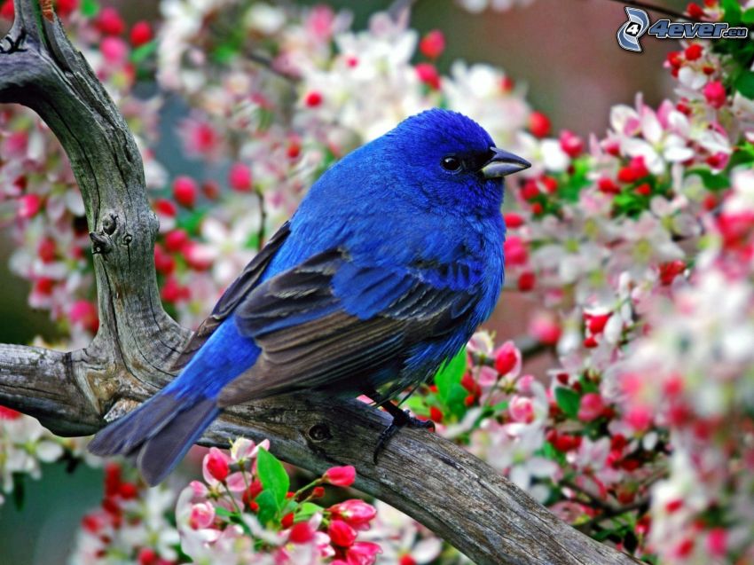 blå fågel på gren, utblommat träd