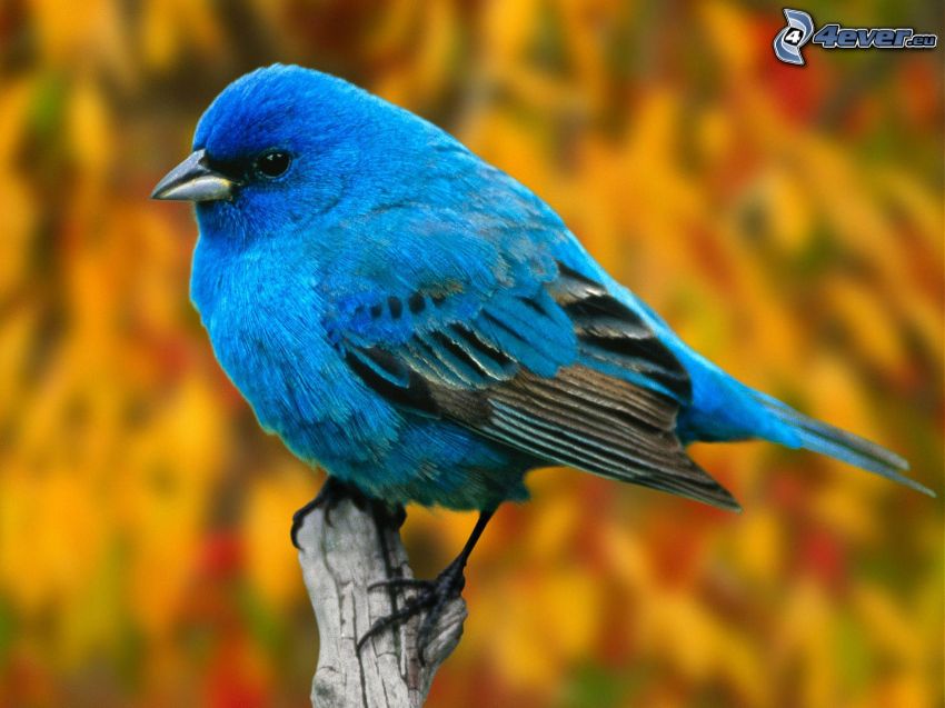 blå fågel på gren