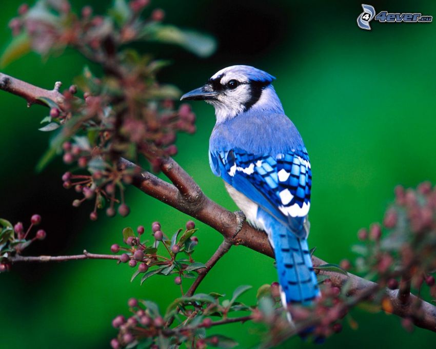 blå fågel på gren